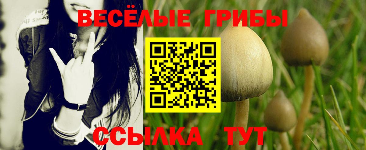 Псилоцибиновые грибы прущие грибы  Вход с VPN  Ефремов  Псилоцибиновые грибы GOLDEN TEACHER 